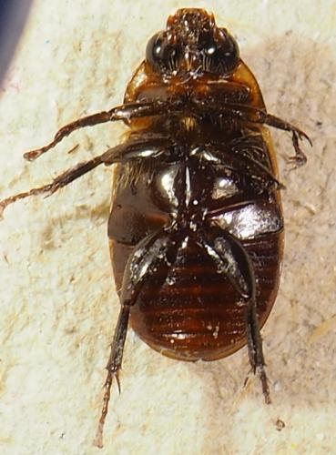 Réf. 296 729 : Cyclocephala melanocephala